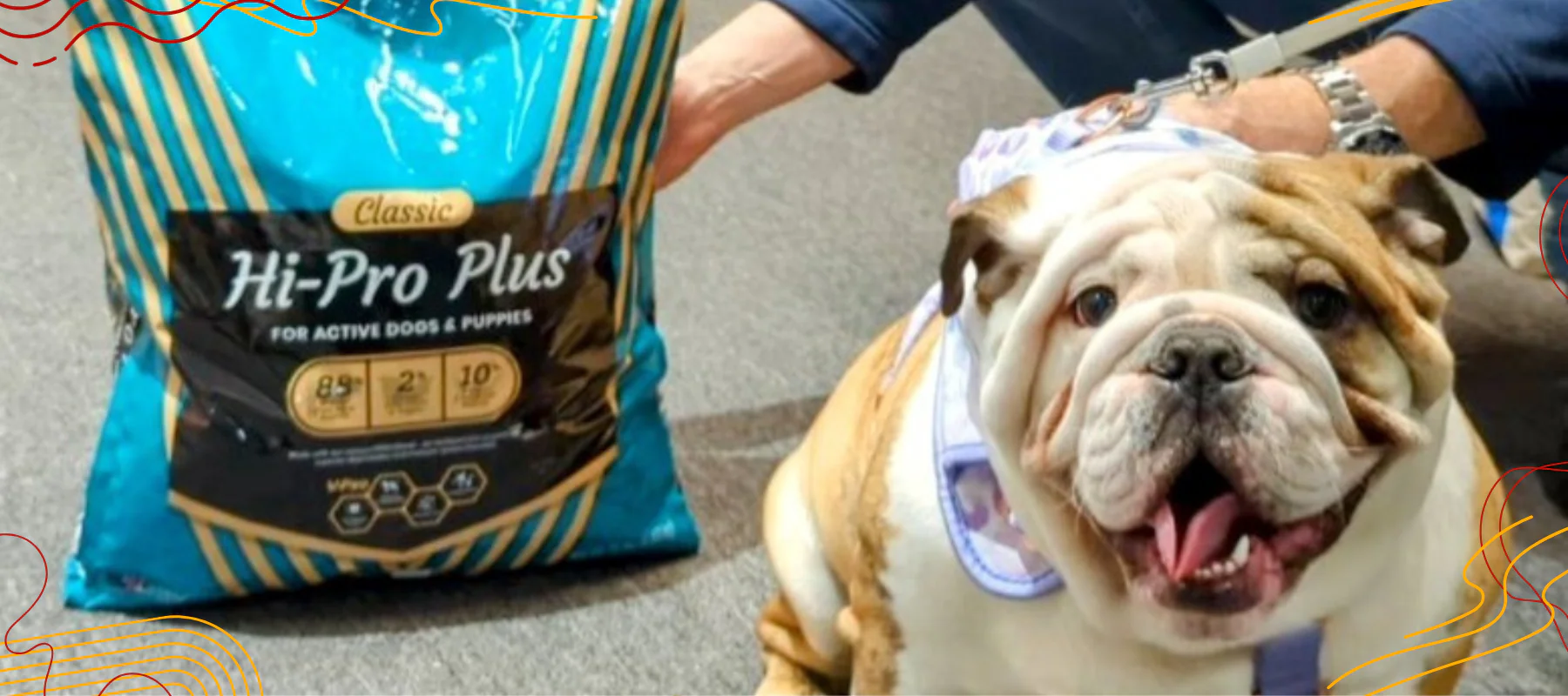 Elite Style for Every Pet